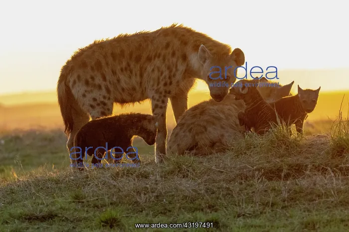 : Afrique, Afrique de l'Est, Kenya, Reserve nationale du Masai : Afrique, Afrique de l'Est, Kenya, Reserve nationale du Masai