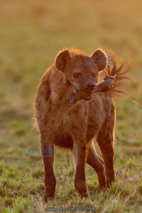 : Afrique, Afrique de l'Est, Kenya, Reserve nationale du Masai : Afrique, Afrique de l'Est, Kenya, Reserve nationale du Masai