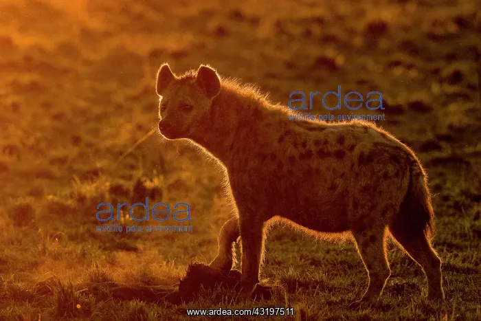 : Afrique, Afrique de l'Est, Kenya, Reserve nationale du Masai : Afrique, Afrique de l'Est, Kenya, Reserve nationale du Masai