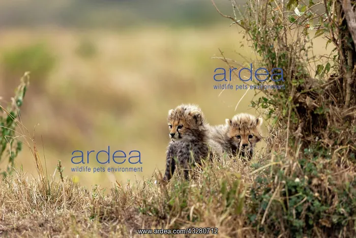 : Afrique, Afrique de l'Est, Kenya, Reserve nationale du Masai : Afrique, Afrique de l'Est, Kenya, Reserve nationale du Masai