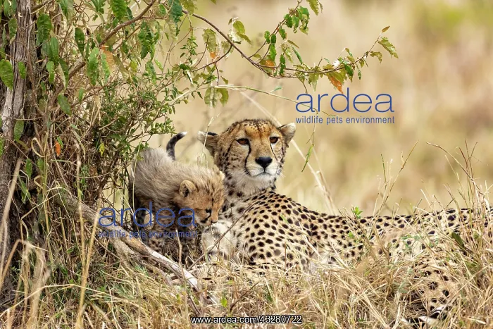  : Afrique, Afrique de l'Est, Kenya, Reserve nationale du Masai