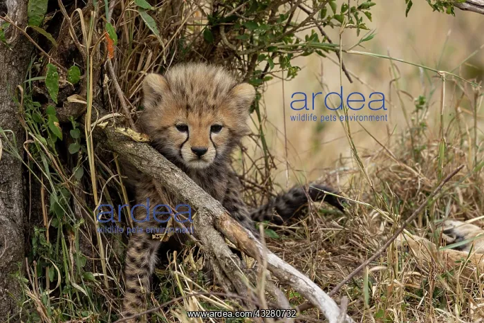 : Afrique, Afrique de l'Est, Kenya, Reserve nationale du Masai : Afrique, Afrique de l'Est, Kenya, Reserve nationale du Masai
