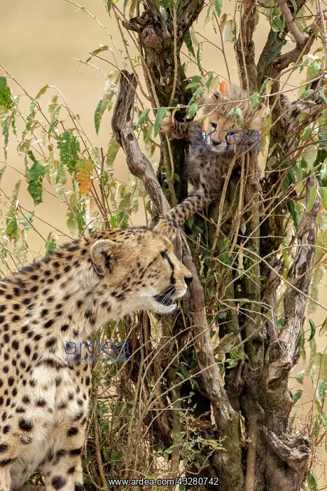 : Afrique, Afrique de l'Est, Kenya, Reserve nationale du Masai : Afrique, Afrique de l'Est, Kenya, Reserve nationale du Masai