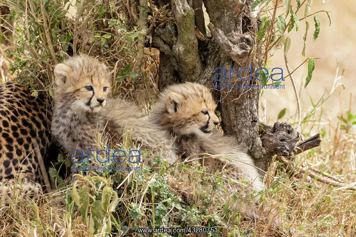 : Afrique, Afrique de l'Est, Kenya, Reserve nationale du Masai : Afrique, Afrique de l'Est, Kenya, Reserve nationale du Masai