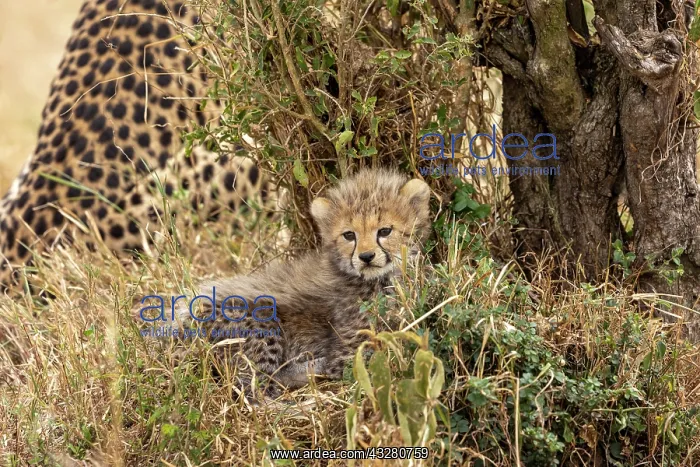 : Afrique, Afrique de l'Est, Kenya, Reserve nationale du Masai : Afrique, Afrique de l'Est, Kenya, Reserve nationale du Masai