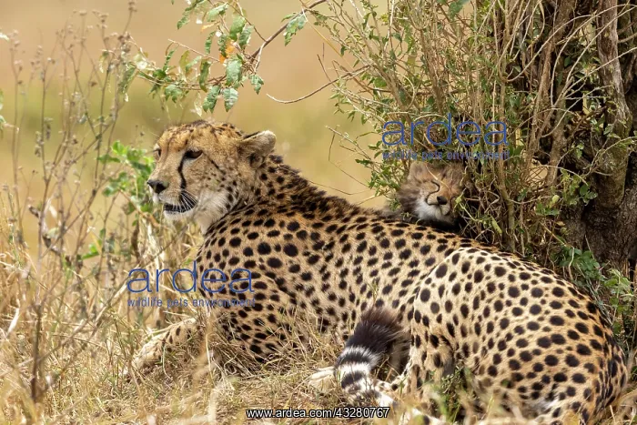 : Afrique, Afrique de l'Est, Kenya, Reserve nationale du Masai : Afrique, Afrique de l'Est, Kenya, Reserve nationale du Masai