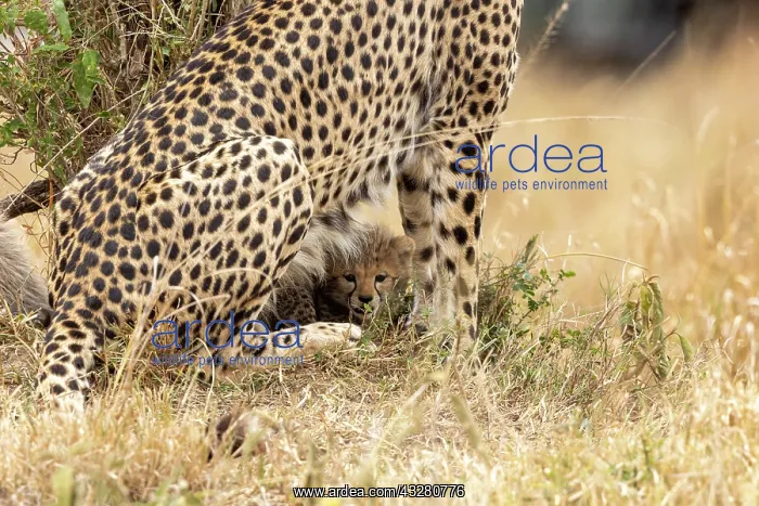 : Afrique, Afrique de l'Est, Kenya, Reserve nationale du Masai : Afrique, Afrique de l'Est, Kenya, Reserve nationale du Masai