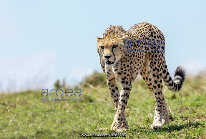 : Afrique, Afrique de l'Est, Kenya, Reserve nationale du Masai : Afrique, Afrique de l'Est, Kenya, Reserve nationale du Masai