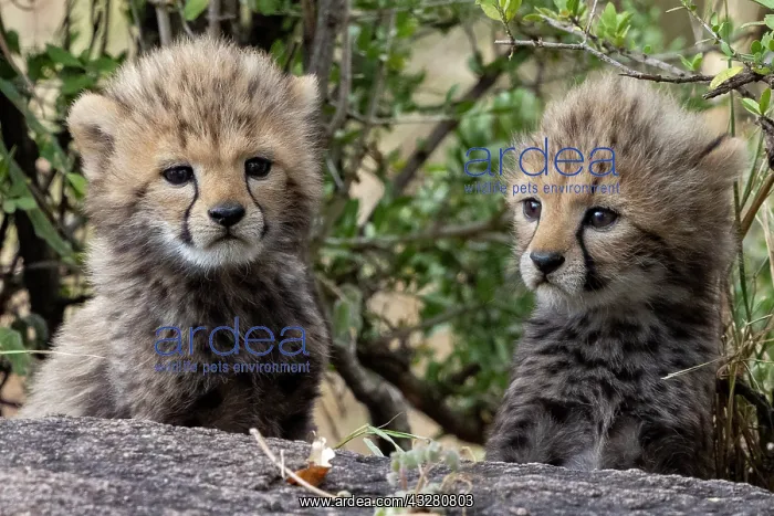 : Afrique, Afrique de l'Est, Kenya, Reserve nationale du Masai : Afrique, Afrique de l'Est, Kenya, Reserve nationale du Masai