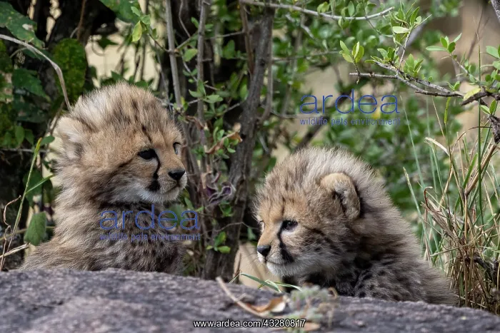 : Afrique, Afrique de l'Est, Kenya, Reserve nationale du Masai : Afrique, Afrique de l'Est, Kenya, Reserve nationale du Masai