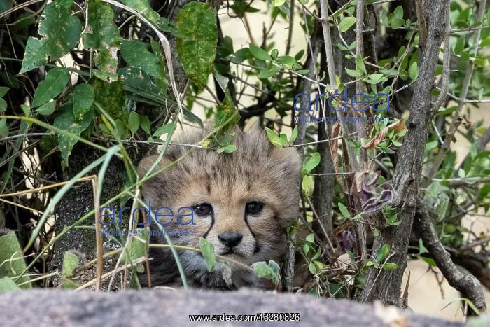 : Afrique, Afrique de l'Est, Kenya, Reserve nationale du Masai : Afrique, Afrique de l'Est, Kenya, Reserve nationale du Masai