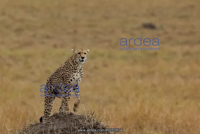 : Afrique, Afrique de l'Est, Kenya, Reserve nationale du Masai : Afrique, Afrique de l'Est, Kenya, Reserve nationale du Masai