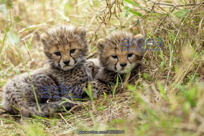 : Afrique, Afrique de l'Est, Kenya, Reserve nationale du Masai : Afrique, Afrique de l'Est, Kenya, Reserve nationale du Masai
