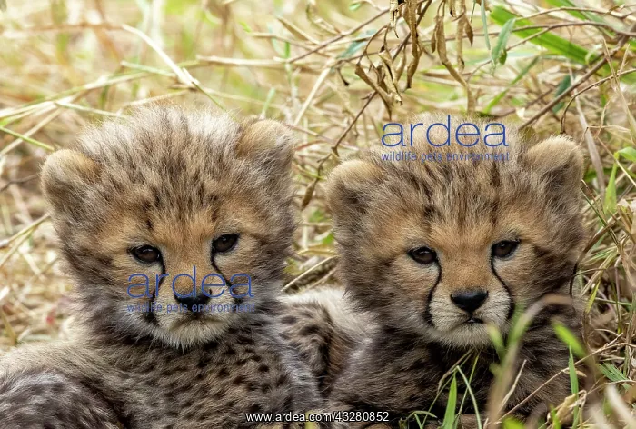 : Afrique, Afrique de l'Est, Kenya, Reserve nationale du Masai : Afrique, Afrique de l'Est, Kenya, Reserve nationale du Masai