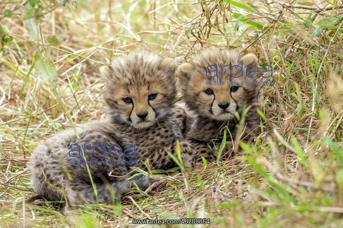 : Afrique, Afrique de l'Est, Kenya, Reserve nationale du Masai : Afrique, Afrique de l'Est, Kenya, Reserve nationale du Masai