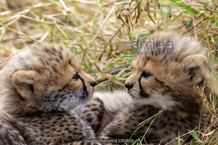: Afrique, Afrique de l'Est, Kenya, Reserve nationale du Masai : Afrique, Afrique de l'Est, Kenya, Reserve nationale du Masai