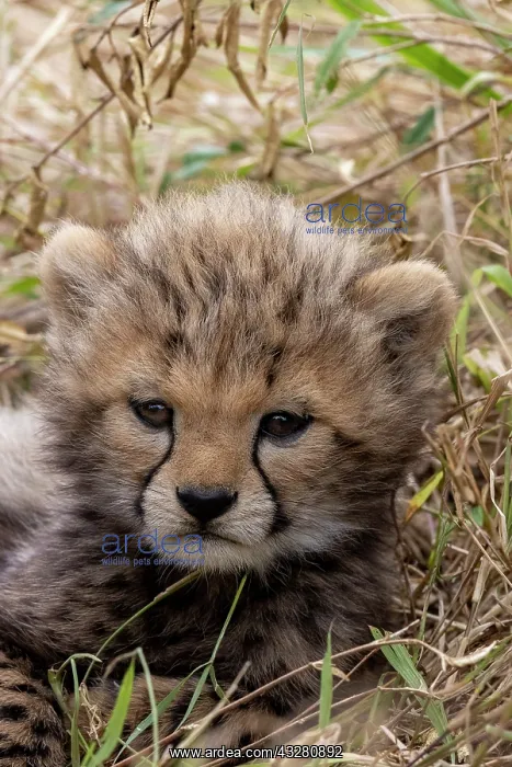 : Afrique, Afrique de l'Est, Kenya, Reserve nationale du Masai : Afrique, Afrique de l'Est, Kenya, Reserve nationale du Masai