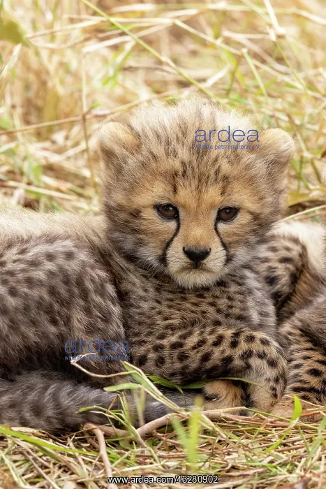 : Afrique, Afrique de l'Est, Kenya, Reserve nationale du Masai : Afrique, Afrique de l'Est, Kenya, Reserve nationale du Masai