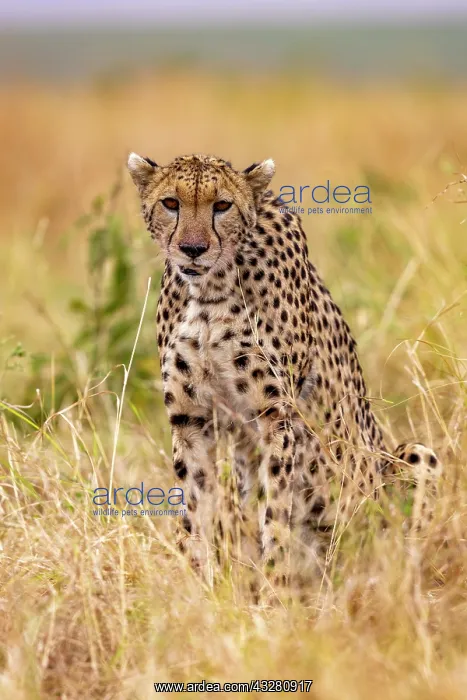 : Afrique, Afrique de l'Est, Kenya, Reserve nationale du Masai : Afrique, Afrique de l'Est, Kenya, Reserve nationale du Masai