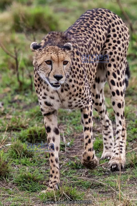 : Afrique, Afrique de l'Est, Kenya, Reserve nationale du Masai : Afrique, Afrique de l'Est, Kenya, Reserve nationale du Masai