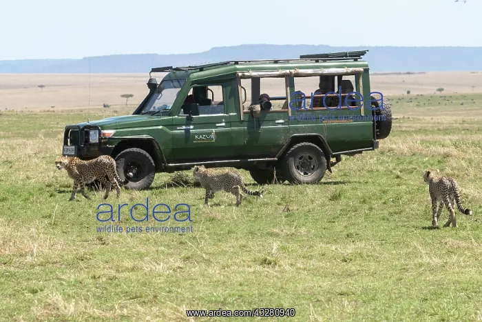 : Afrique, Afrique de l'Est, Kenya, Reserve nationale du Masai : Afrique, Afrique de l'Est, Kenya, Reserve nationale du Masai