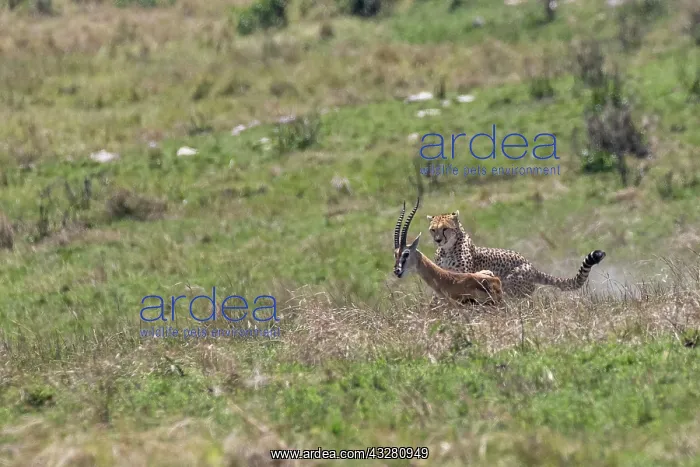 : Afrique, Afrique de l'Est, Kenya, Reserve nationale du Masai : Afrique, Afrique de l'Est, Kenya, Reserve nationale du Masai