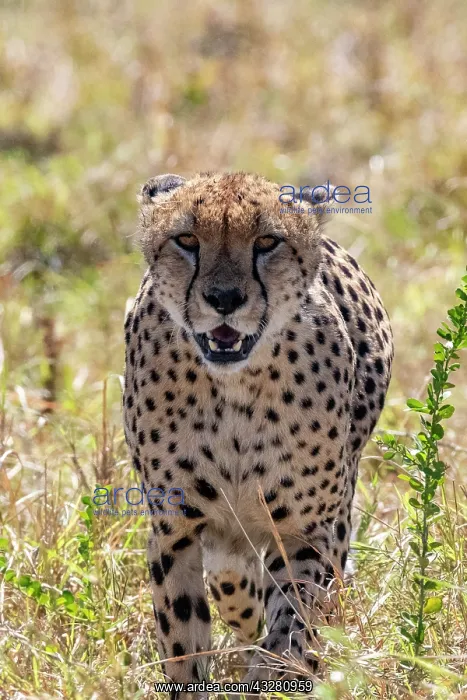 : Afrique, Afrique de l'Est, Kenya, Reserve nationale du Masai : Afrique, Afrique de l'Est, Kenya, Reserve nationale du Masai