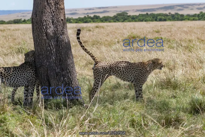 : Afrique, Afrique de l'Est, Kenya, Reserve nationale du Masai : Afrique, Afrique de l'Est, Kenya, Reserve nationale du Masai