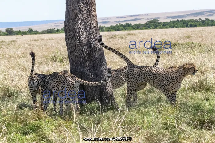 : Afrique, Afrique de l'Est, Kenya, Reserve nationale du Masai : Afrique, Afrique de l'Est, Kenya, Reserve nationale du Masai