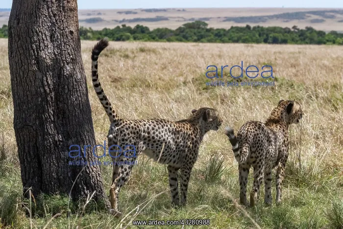: Afrique, Afrique de l'Est, Kenya, Reserve nationale du Masai : Afrique, Afrique de l'Est, Kenya, Reserve nationale du Masai