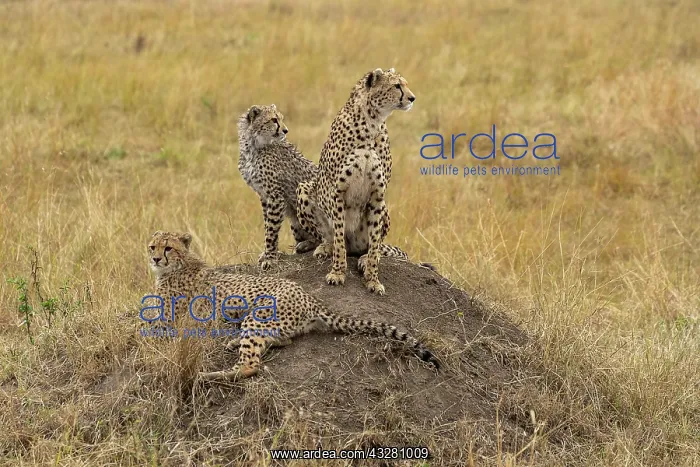  : Afrique, Afrique de l'Est, Kenya, Reserve nationale du Masai