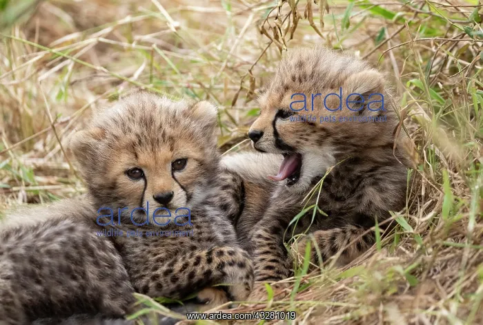 : Afrique, Afrique de l'Est, Kenya, Reserve nationale du Masai : Afrique, Afrique de l'Est, Kenya, Reserve nationale du Masai