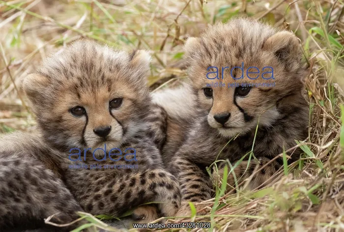 : Afrique, Afrique de l'Est, Kenya, Reserve nationale du Masai : Afrique, Afrique de l'Est, Kenya, Reserve nationale du Masai