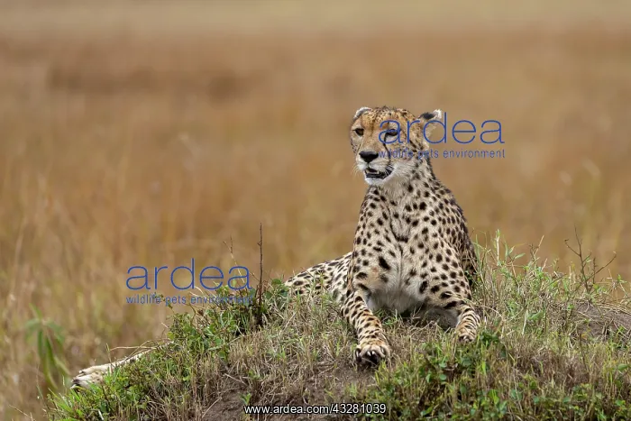 : Afrique, Afrique de l'Est, Kenya, Reserve nationale du Masai : Afrique, Afrique de l'Est, Kenya, Reserve nationale du Masai