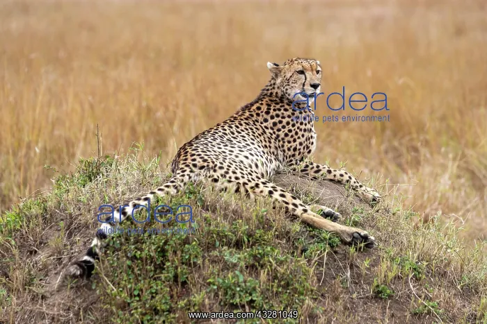 : Afrique, Afrique de l'Est, Kenya, Reserve nationale du Masai : Afrique, Afrique de l'Est, Kenya, Reserve nationale du Masai