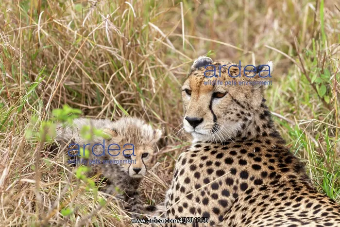: Afrique, Afrique de l'Est, Kenya, Reserve nationale du Masai : Afrique, Afrique de l'Est, Kenya, Reserve nationale du Masai