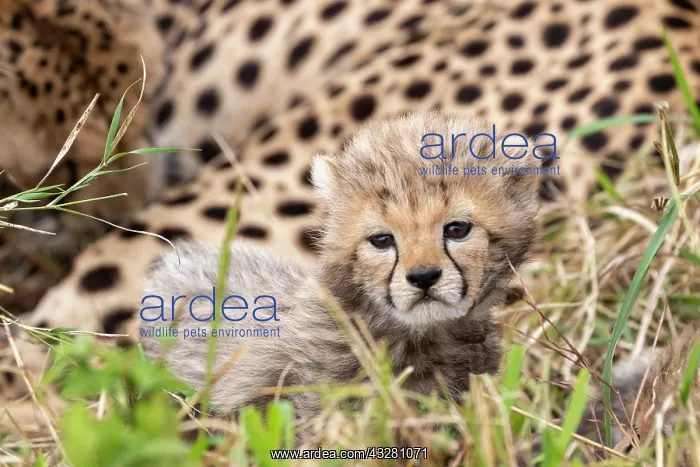 : Afrique, Afrique de l'Est, Kenya, Reserve nationale du Masai : Afrique, Afrique de l'Est, Kenya, Reserve nationale du Masai