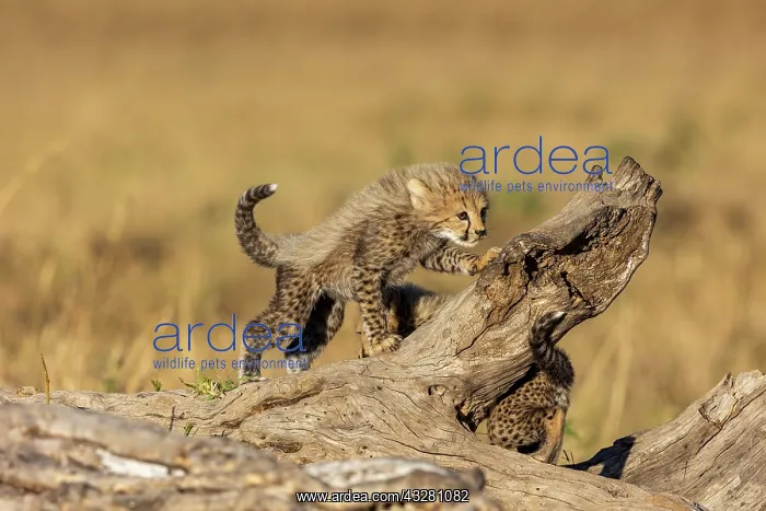 : Afrique, Afrique de l'Est, Kenya, Reserve nationale du Masai : Afrique, Afrique de l'Est, Kenya, Reserve nationale du Masai