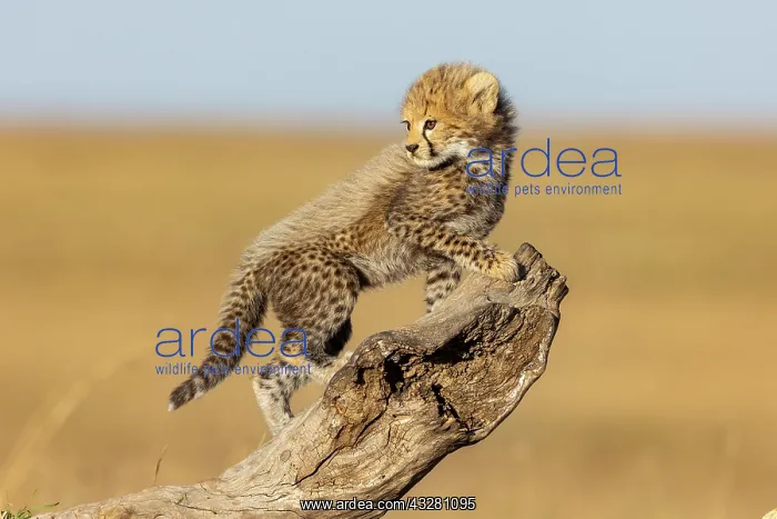 : Afrique, Afrique de l'Est, Kenya, Reserve nationale du Masai : Afrique, Afrique de l'Est, Kenya, Reserve nationale du Masai
