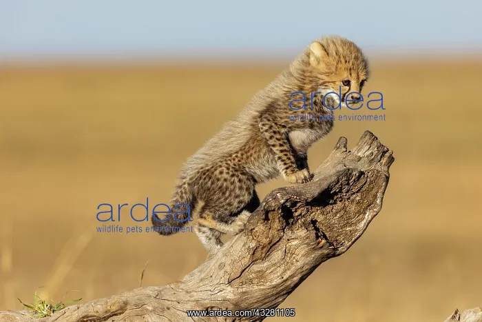 : Afrique, Afrique de l'Est, Kenya, Reserve nationale du Masai : Afrique, Afrique de l'Est, Kenya, Reserve nationale du Masai