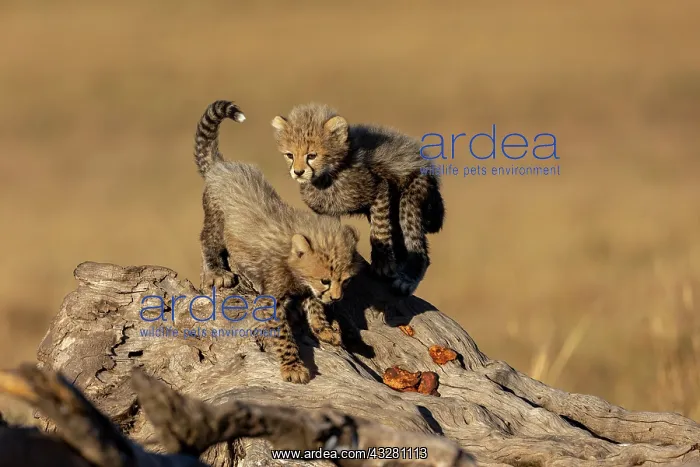 : Afrique, Afrique de l'Est, Kenya, Reserve nationale du Masai : Afrique, Afrique de l'Est, Kenya, Reserve nationale du Masai
