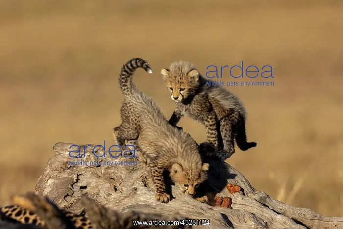 : Afrique, Afrique de l'Est, Kenya, Reserve nationale du Masai : Afrique, Afrique de l'Est, Kenya, Reserve nationale du Masai