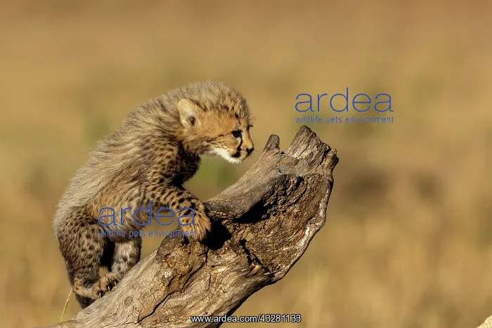 : Afrique, Afrique de l'Est, Kenya, Reserve nationale du Masai : Afrique, Afrique de l'Est, Kenya, Reserve nationale du Masai
