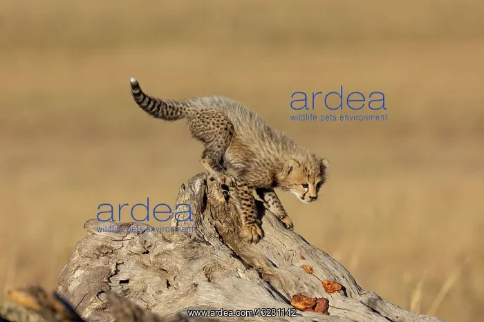  : Afrique, Afrique de l'Est, Kenya, Reserve nationale du Masai