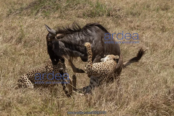 : Afrique, Afrique de l'Est, Kenya, Reserve nationale du Masai : Afrique, Afrique de l'Est, Kenya, Reserve nationale du Masai