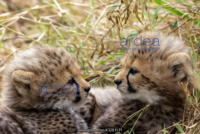  : Afrique, Afrique de l'Est, Kenya, Reserve nationale du Masai