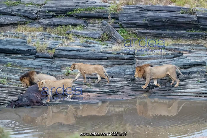 : Afrique, Afrique de l'Est, Kenya, Reserve nationale du Masai : Afrique, Afrique de l'Est, Kenya, Reserve nationale du Masai