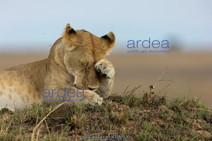 : Afrique, Afrique de l'Est, Kenya, Reserve nationale du Masai : Afrique, Afrique de l'Est, Kenya, Reserve nationale du Masai