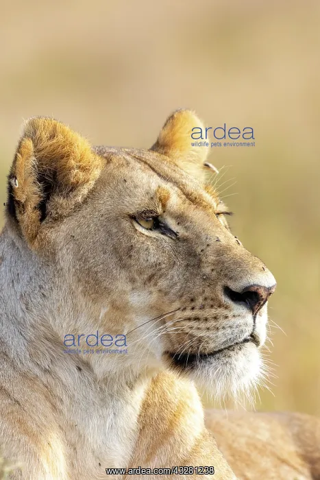 : Afrique, Afrique de l'Est, Kenya, Reserve nationale du Masai : Afrique, Afrique de l'Est, Kenya, Reserve nationale du Masai