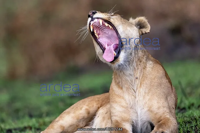 : Afrique, Afrique de l'Est, Kenya, Reserve nationale du Masai : Afrique, Afrique de l'Est, Kenya, Reserve nationale du Masai